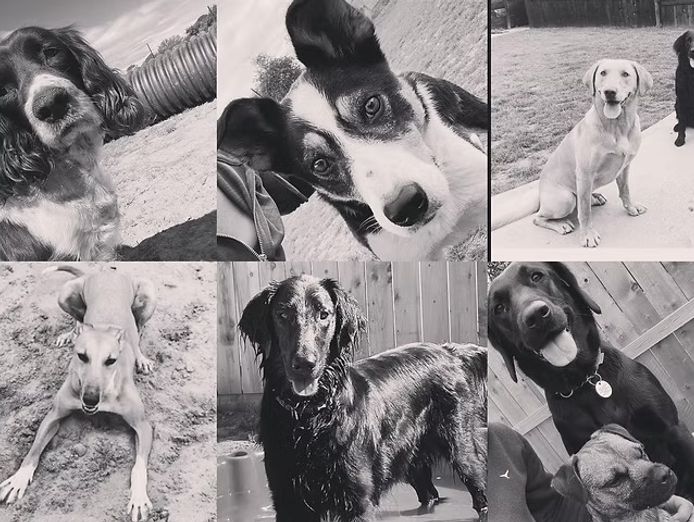 pet-boarding-kennels-business-for-sale-with-a-lifestyle-property-sp1518-0