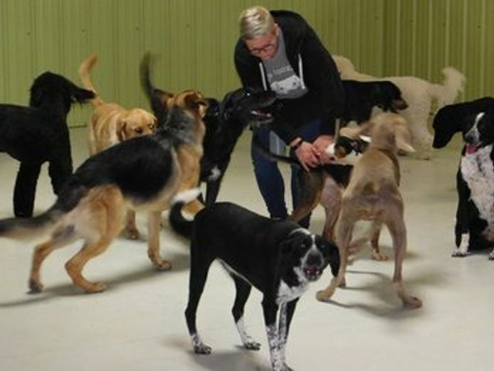 doggy-daycare-business-for-sale-in-eastern-suburb-st1552-1