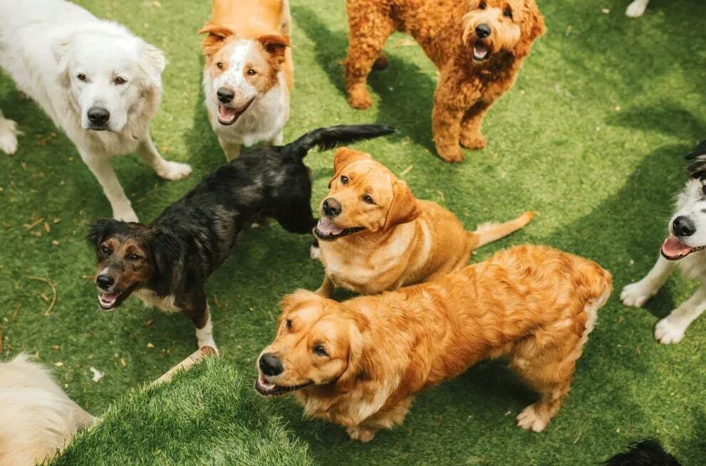 SOLD & MORE WANTED Premium Pet Resort, Boarding Kennels business for sale with in Regional