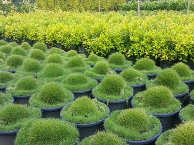 wholesale-nursery-sunshine-coast-2