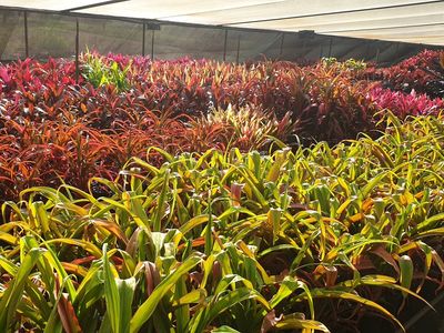 wholesale-nursery-2