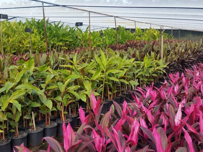 wholesale-nursery-1