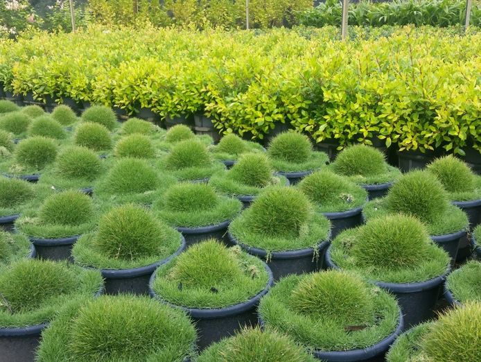 wholesale-nursery-sunshine-coast-2