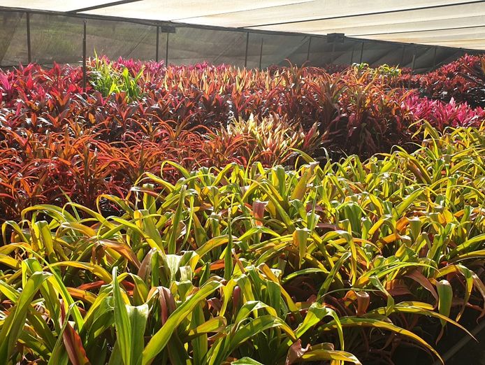 wholesale-nursery-2