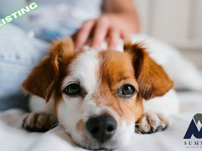all-animal-minding-service-prime-business-opportunity-in-canberra-2