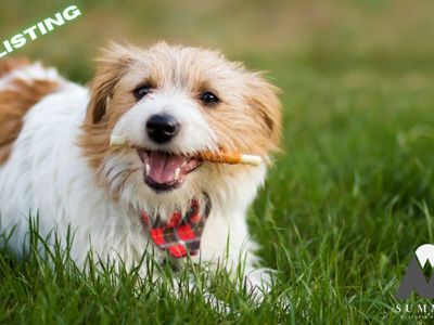 all-animal-minding-service-prime-business-opportunity-in-canberra-3