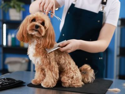 established-dog-grooming-salon-2-600-pw-takings-only-4-days-0