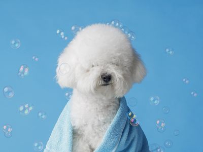 spacious-fully-booked-dog-grooming-studio-with-huge-growth-potential-0