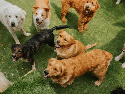doggy-daycare-and-grooming-business-for-sale-sydney-0