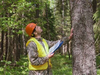 established-professional-tree-service-business-with-substantial-equipment-0