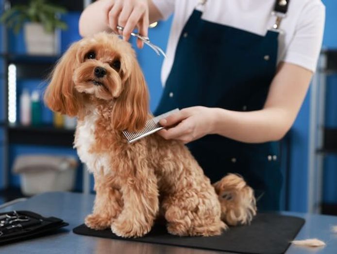 established-dog-grooming-salon-2-600-pw-takings-only-4-days-0