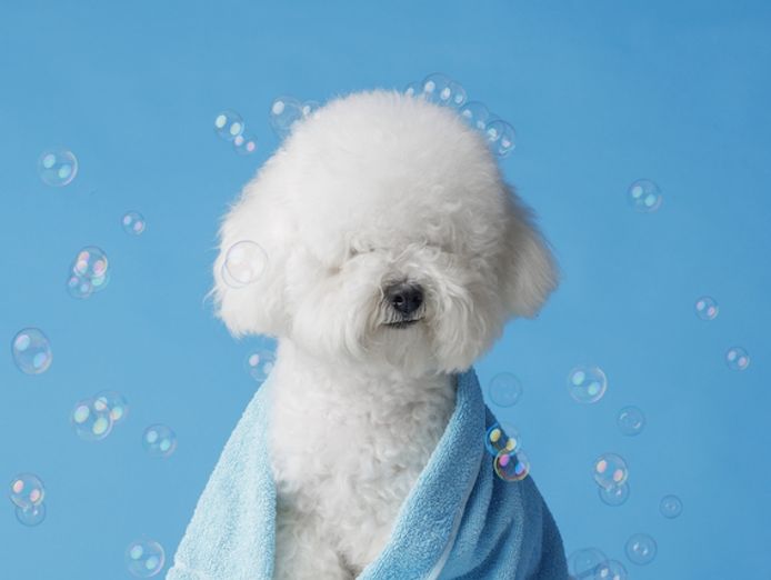 spacious-fully-booked-dog-grooming-studio-with-huge-growth-potential-0