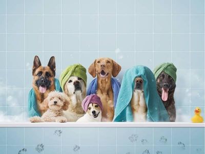 profitable-well-established-dog-groomer-2
