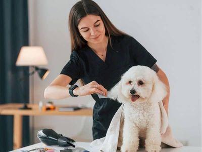 profitable-well-established-dog-groomer-3