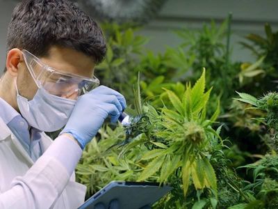 end-to-end-solution-for-the-medicinal-cannabis-industry-2