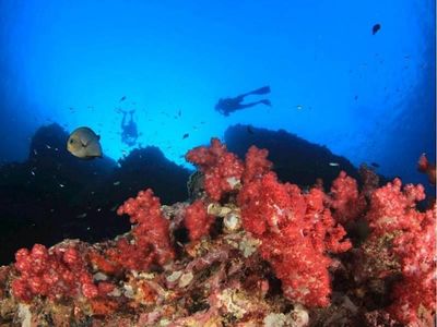premium-dive-tourism-business-for-sale-1