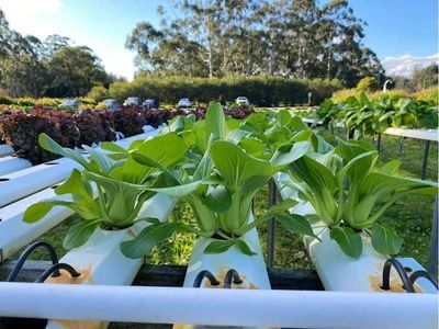 sustainable-aquaculture-amp-food-hub-port-stephens-1
