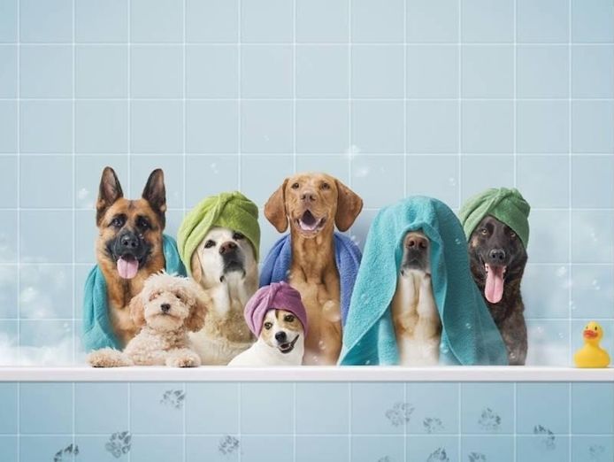 profitable-well-established-dog-groomer-2