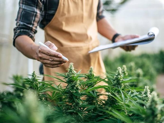 end-to-end-solution-for-the-medicinal-cannabis-industry-1