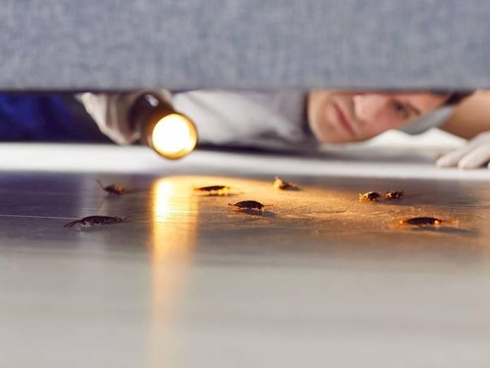 northern-beaches-building-amp-pest-inspections-business-2