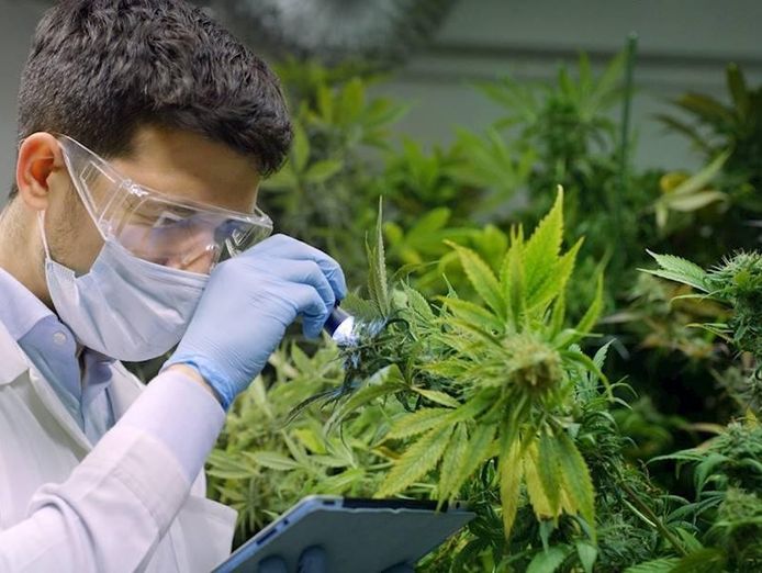 end-to-end-solution-for-the-medicinal-cannabis-industry-2