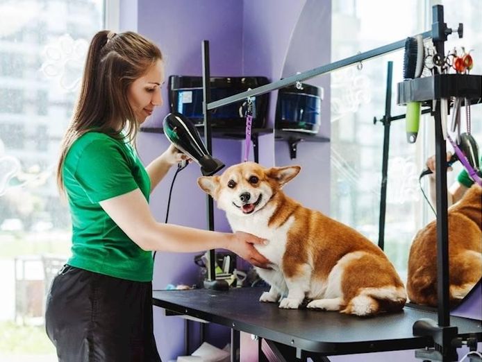 profitable-well-established-dog-groomer-1