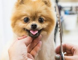 Under Contract-Eastern District Pet Grooming Salon for Sale