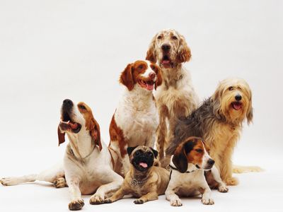 for-sale-one-stop-pet-store-in-sydney-shopping-centre-0