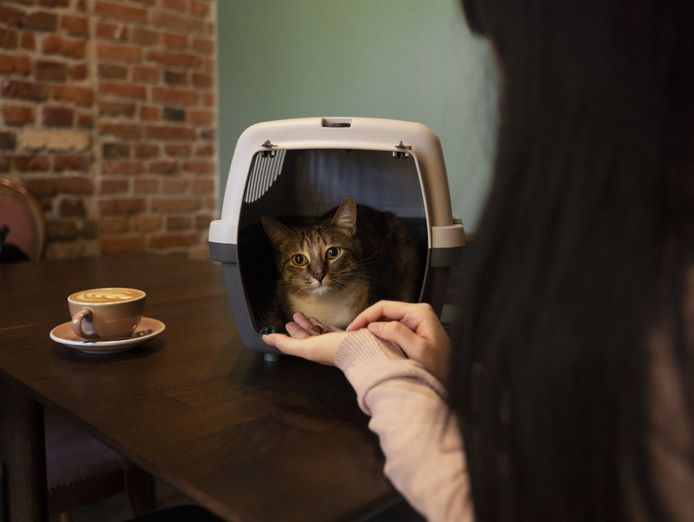 sydney-boutique-cat-cafe-for-sale-estimated-payback-in-1-year-0