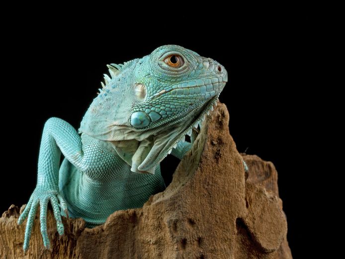 for-sale-very-profitable-importer-amp-wholesaler-of-pet-products-0