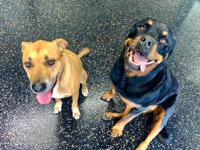 tough-floors-epoxy-flooring-franchise-we-are-recruiting-franchisees-in-sydney-2