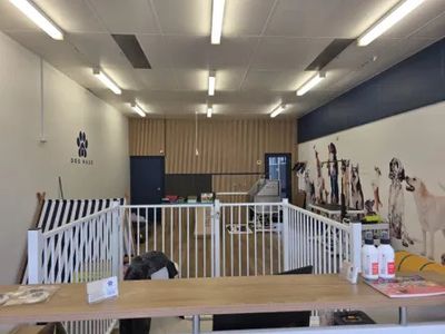 dog-day-care-grooming-business-for-sale-stanmore-nsw-1