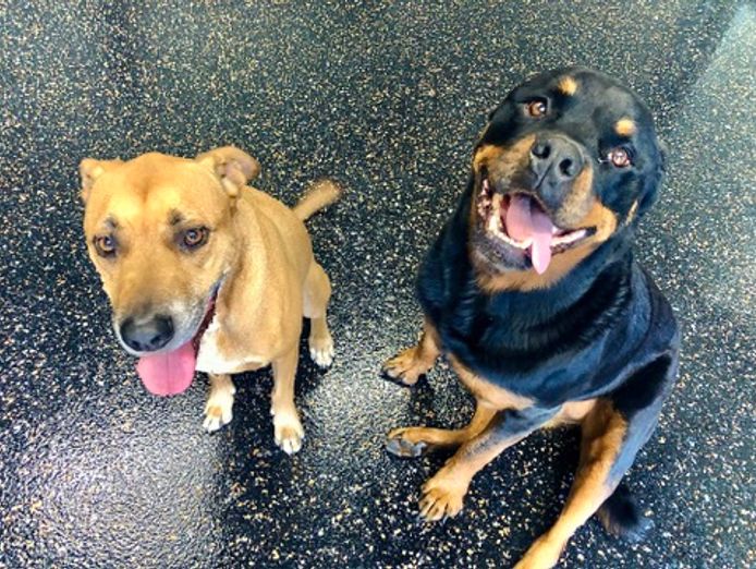 tough-floors-epoxy-flooring-franchise-we-are-recruiting-franchisees-in-sydney-2