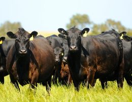 Long Standing and Competitively Positioned Meat Exporter Operator Returns $350k+