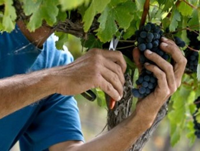 ballandean-estate-vineyard-winery-for-sale-7