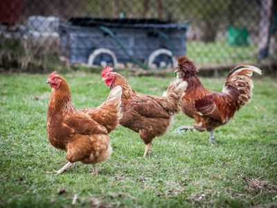 established-produce-rural-pet-amp-garden-supplies-store-2