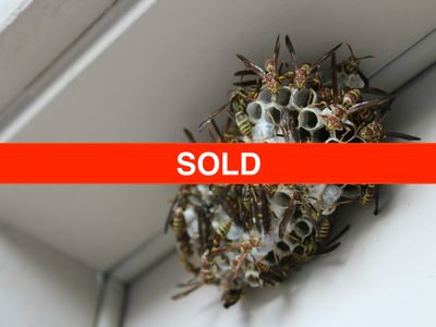 sold-carpet-cleaning-amp-pest-control-0