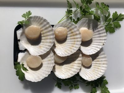 established-mobile-seafood-retail-business-three-turnkey-outlets-included-1
