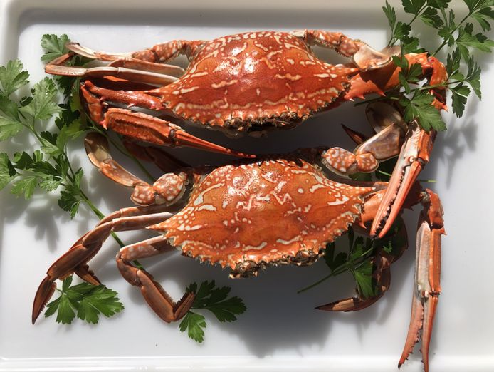 established-mobile-seafood-retail-business-three-turnkey-outlets-included-2