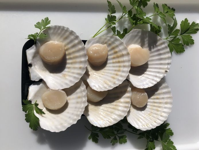 established-mobile-seafood-retail-business-three-turnkey-outlets-included-1