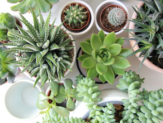 garden-supplies-amp-nursery-0