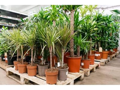 wholesale-nursery-and-mixed-agricultural-supply-2