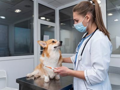 confidential-veterinary-practice-3