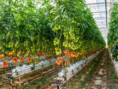 wiwo-for-sale-one-of-was-largest-hydroponic-growers-3