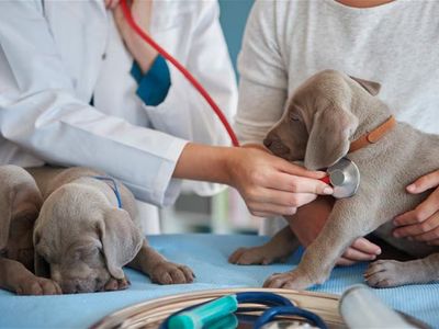 confidential-veterinary-practice-1