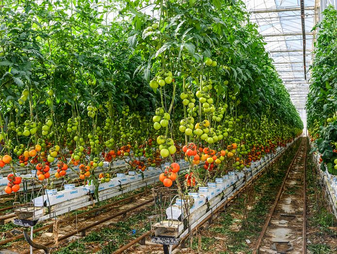 wiwo-for-sale-one-of-was-largest-hydroponic-growers-3
