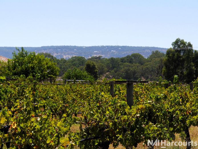 under-offer-award-winning-swan-valley-winery-vineyard-restaurant-4