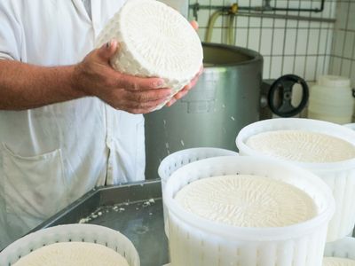 queensland-artisan-cheese-factory-cafe-business-for-sale-granite-belt-0