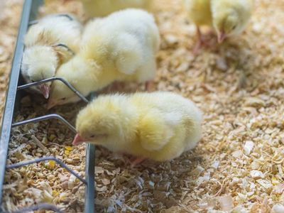 established-rural-stockfeed-business-property-1
