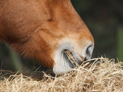 established-rural-stockfeed-business-property-4